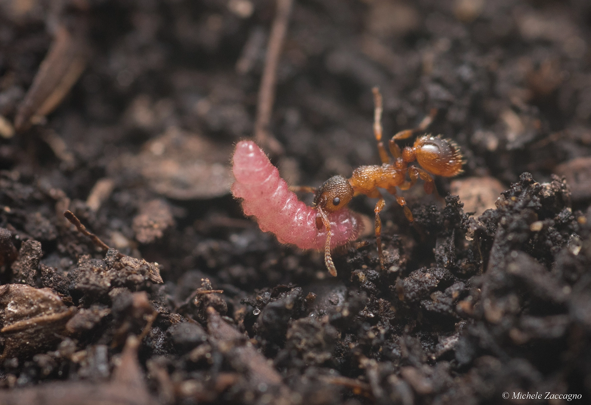 Large blue (Maculinea arion)A Maculinea arion larva being carried by an ant (Myrmica spp.) into an anthill.